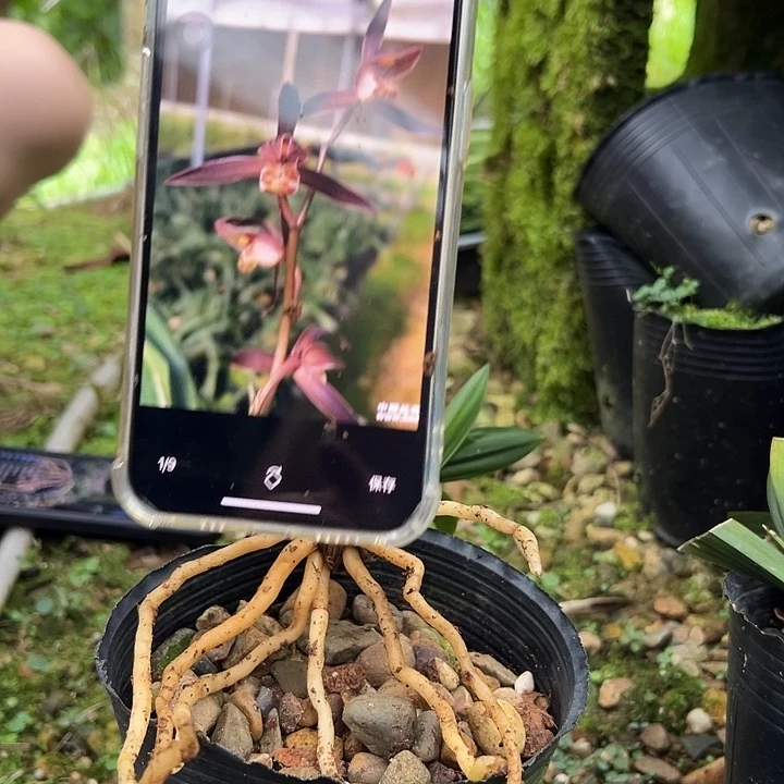 当前无花栽培后可以开花达摩
