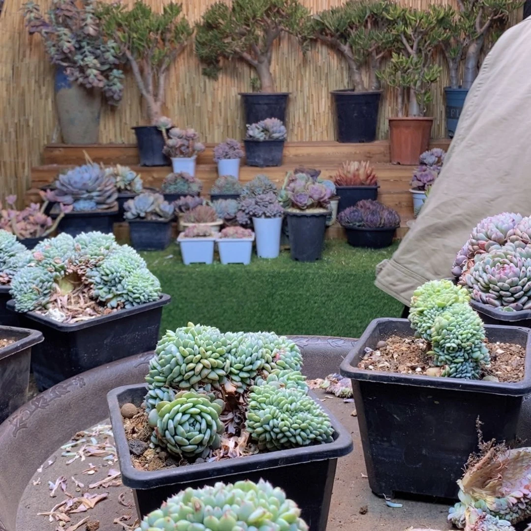 ～***～A211号白胖子缀