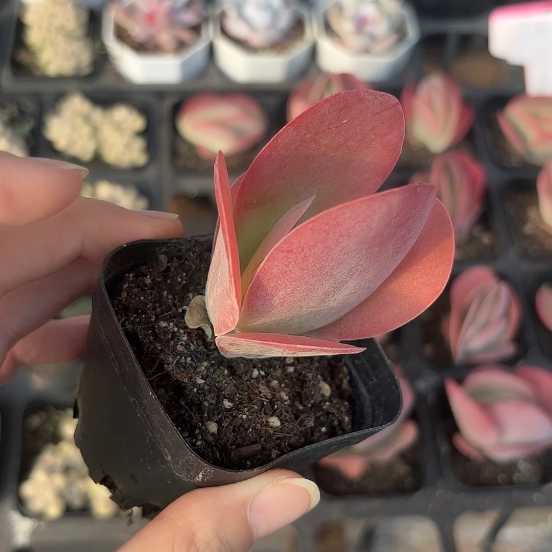 精品唐印多肉植物