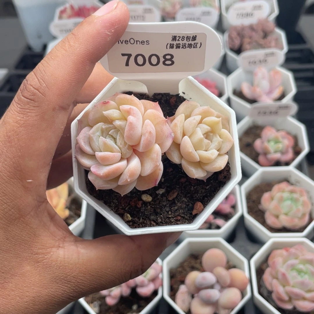 7008冰贵妃5.0厘米