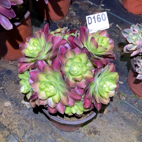 韶华多肉植物法师