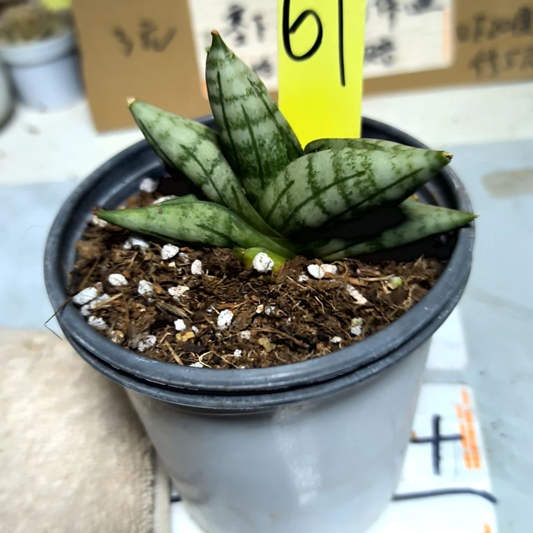 满6元包邮，佛手稀有品种