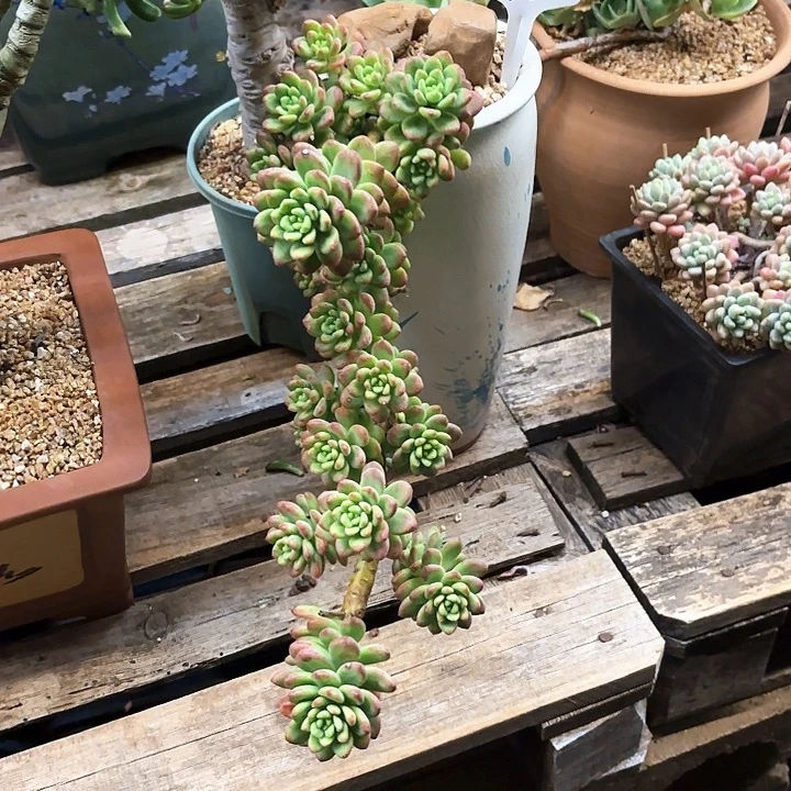 姜***华多肉植物，香格里拉136号