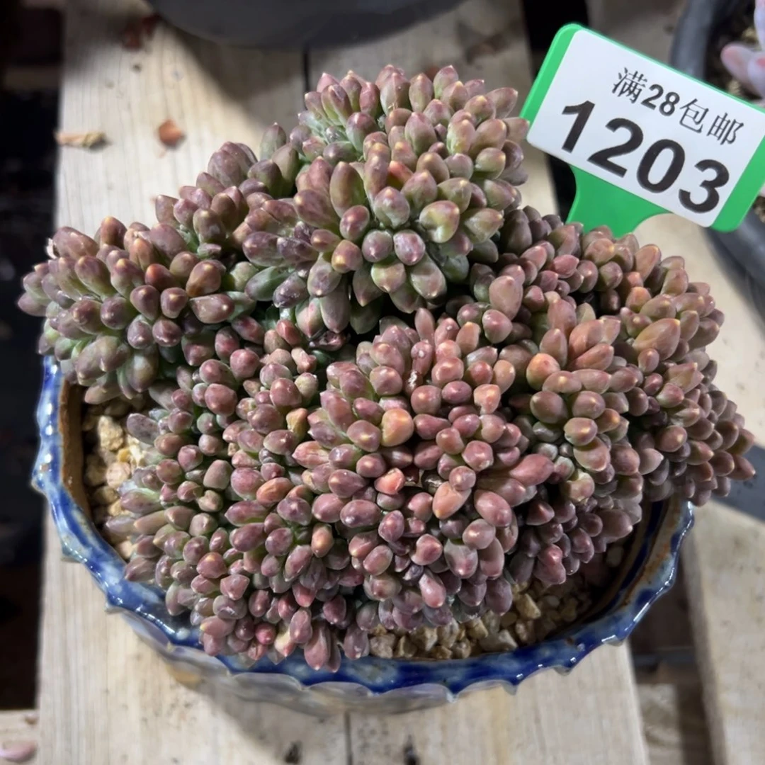 1203千代田之松缀，冠服17