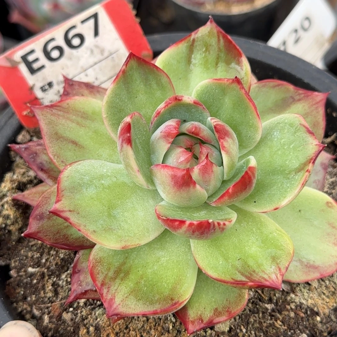 贝壳惊鸿一物一拍包装收缩花旱667