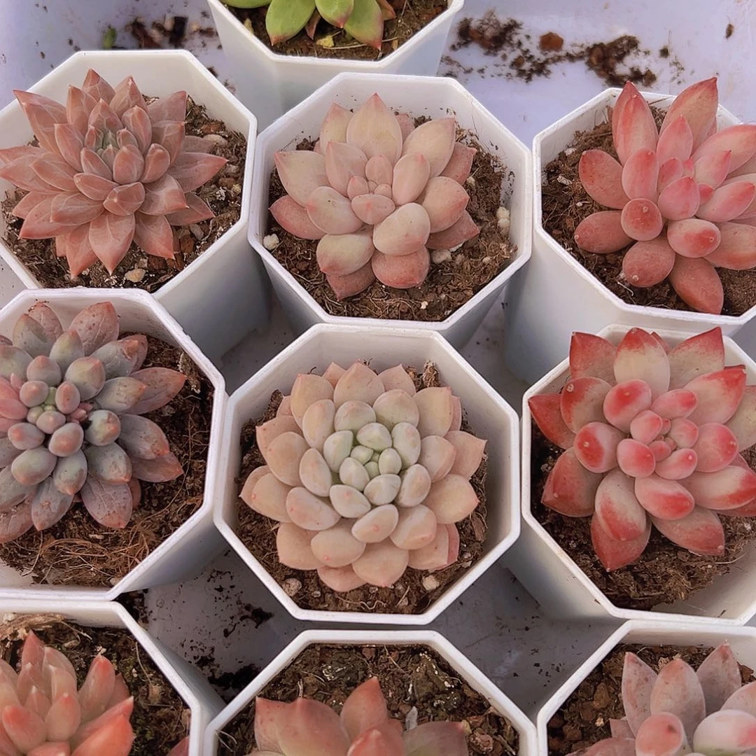 炫彩星群美人系组合10颗