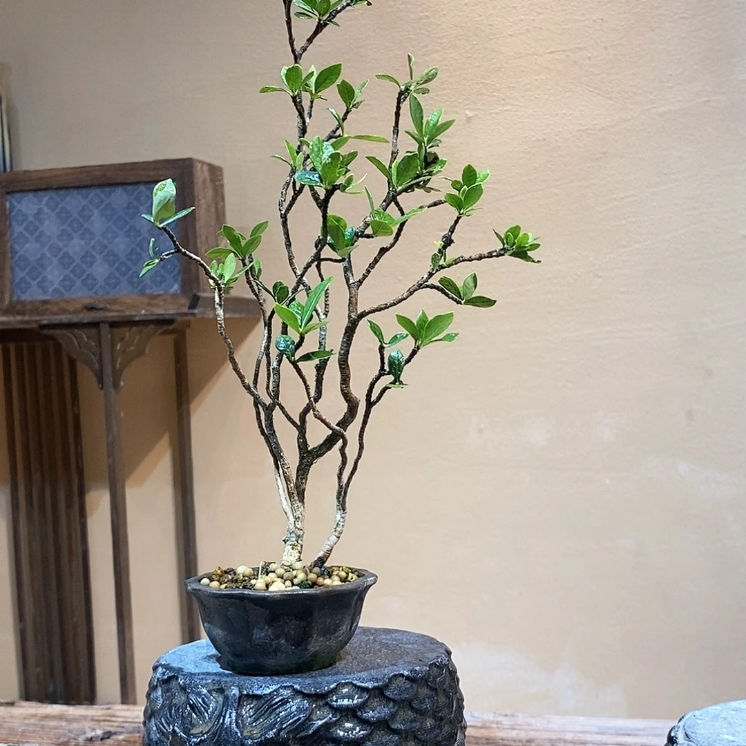 无花朵静**卉栀子花