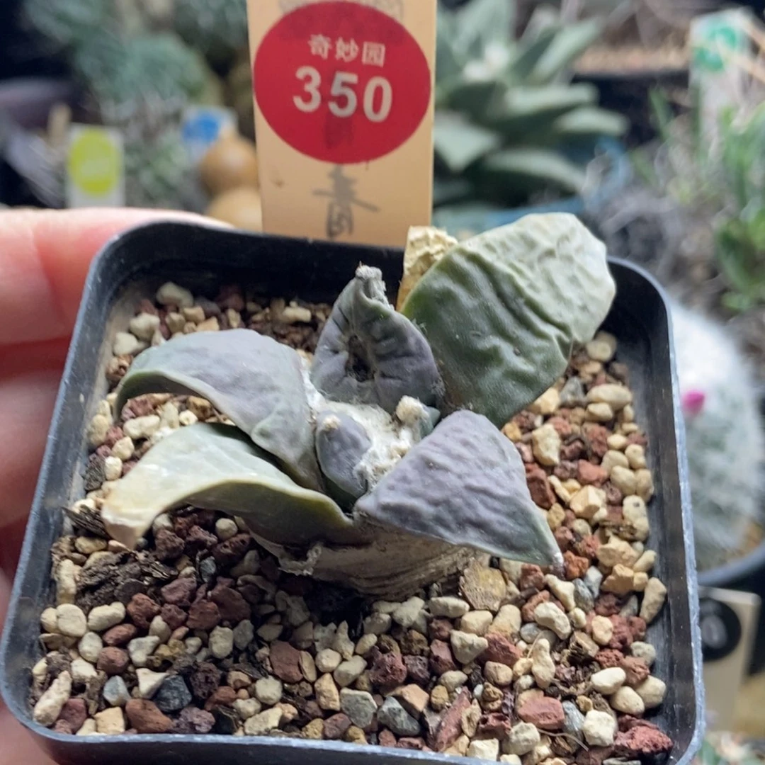 实生牛舌牡丹一颗有斑