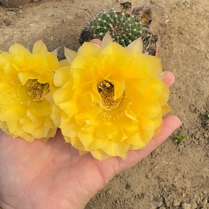 319实生彩草脱土发货斑一个掰花