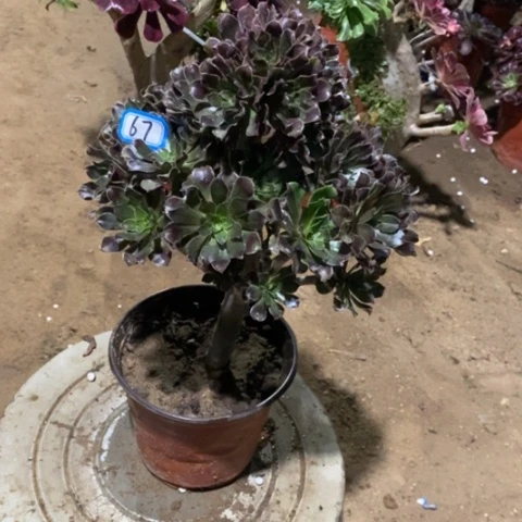 灰豆朵朵一物一拍