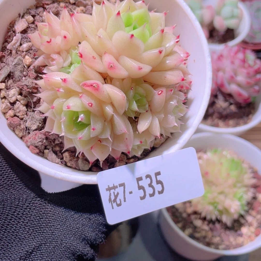 花利美7-535麦秆
