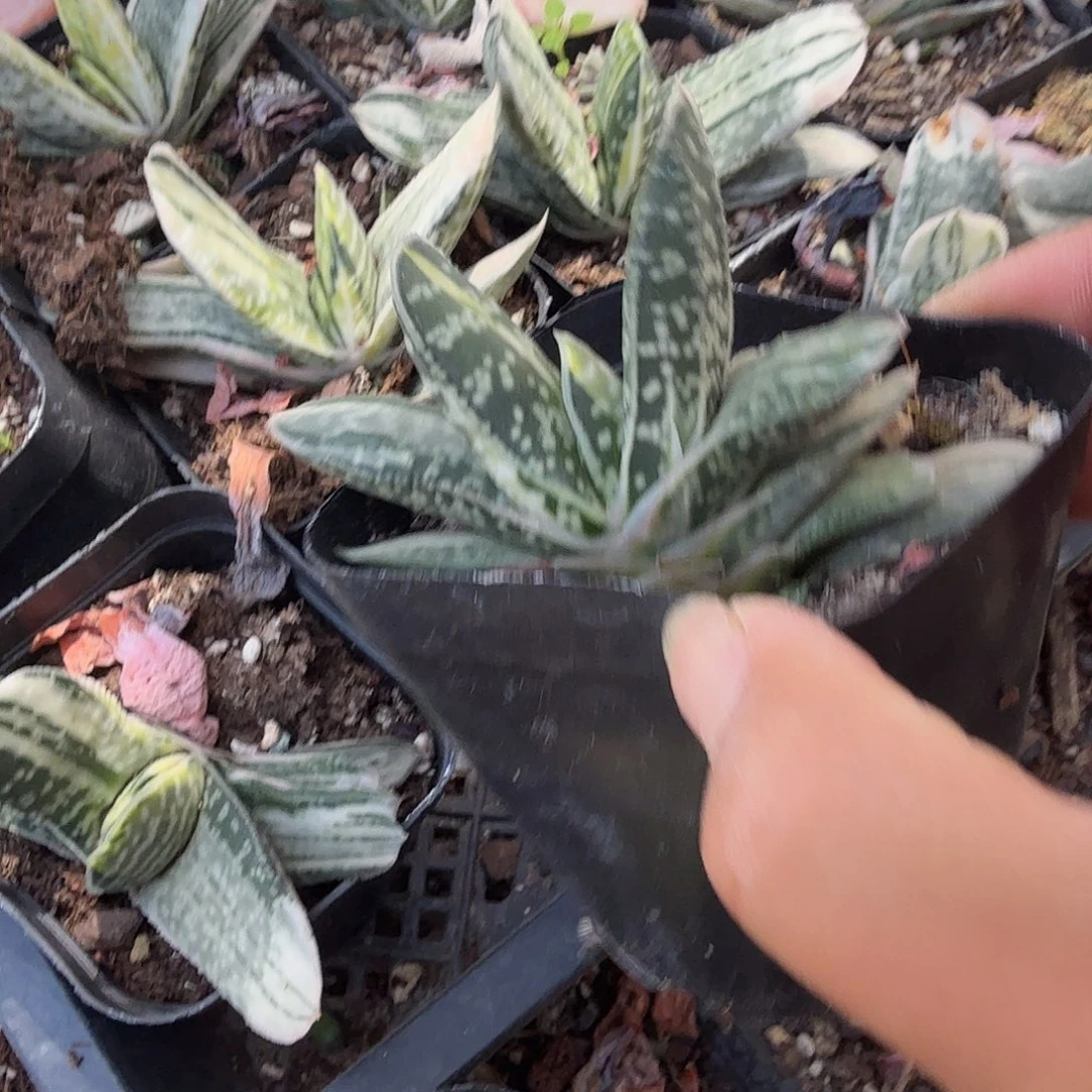 元宝锦多肉植物精品