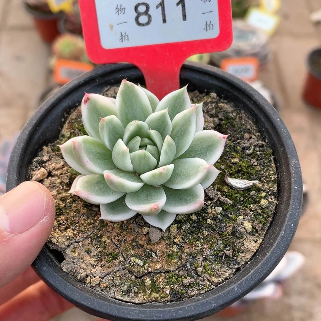 【闪购商品】811号