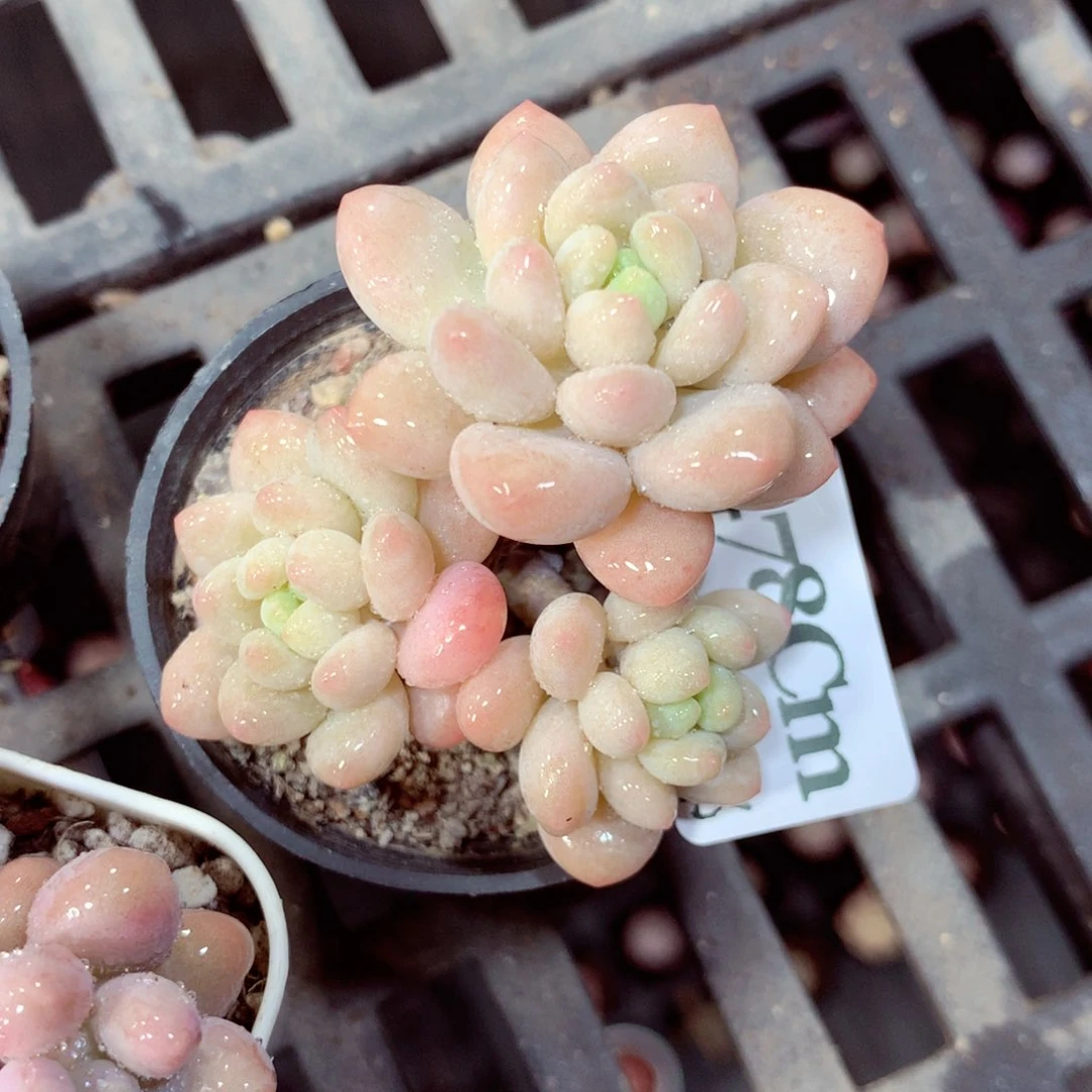 5厘米盆精控多肉478