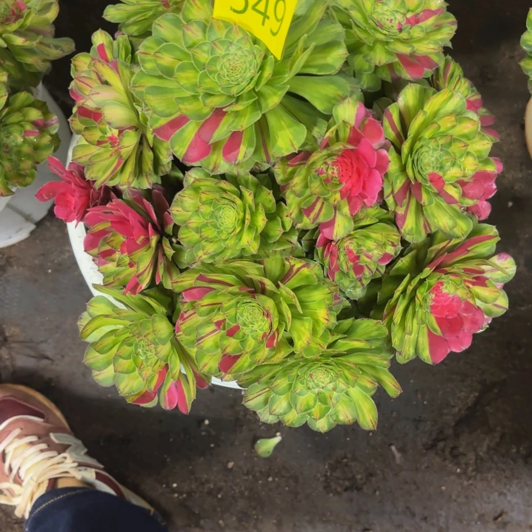 哈哈多肉葡萄福利549