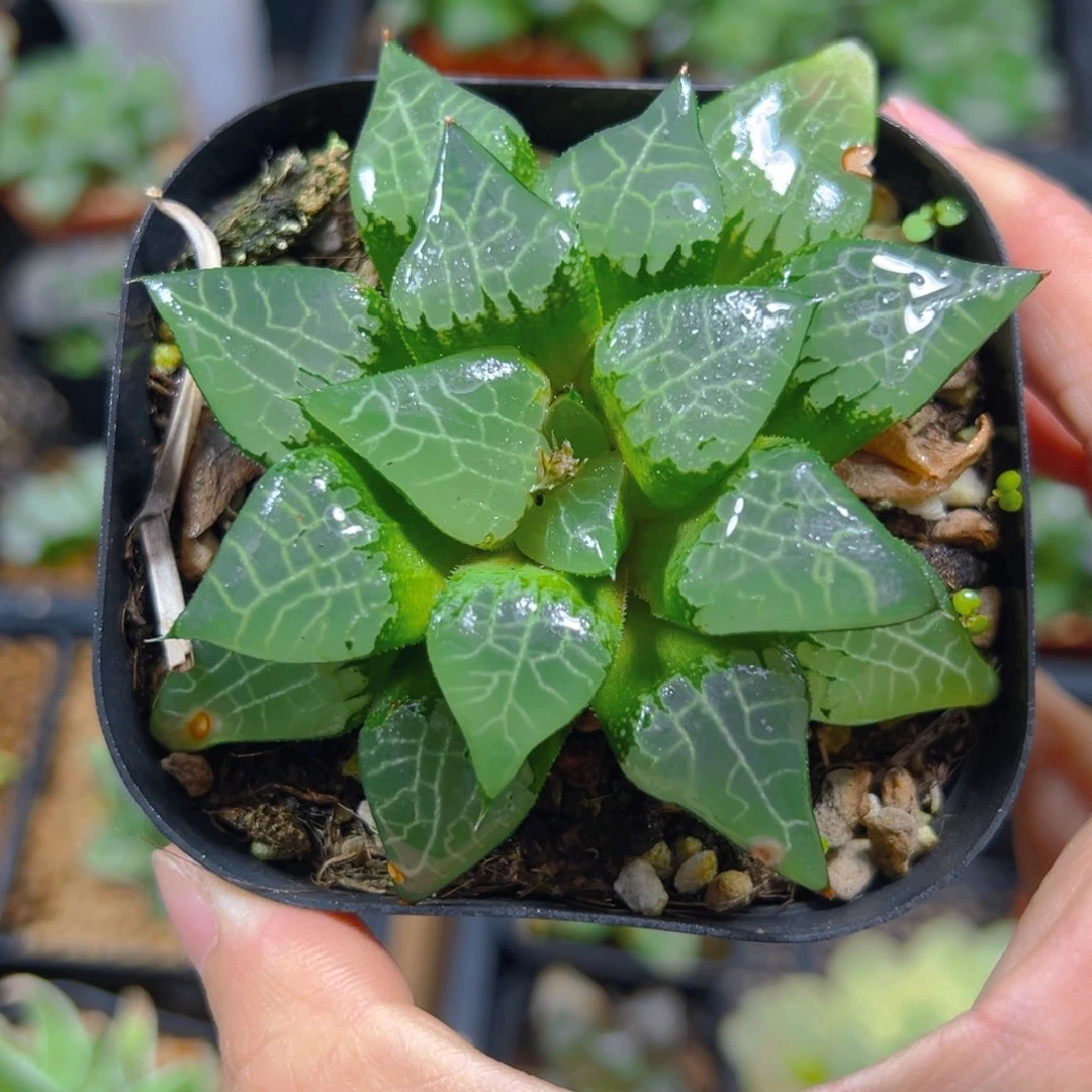 3989多肉植物一颗多肉