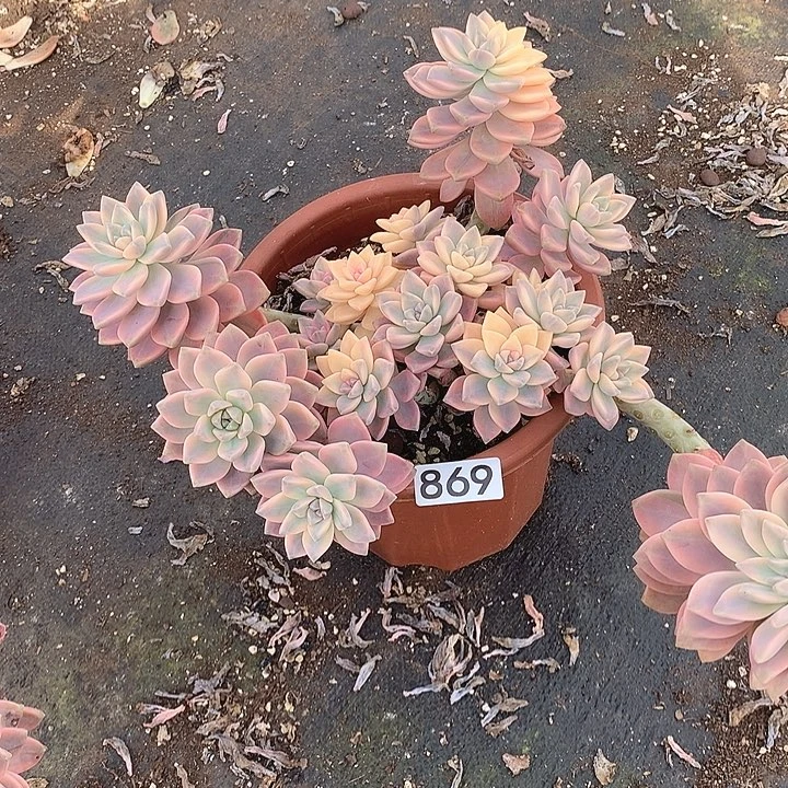 869 淡雪锦 一物一拍