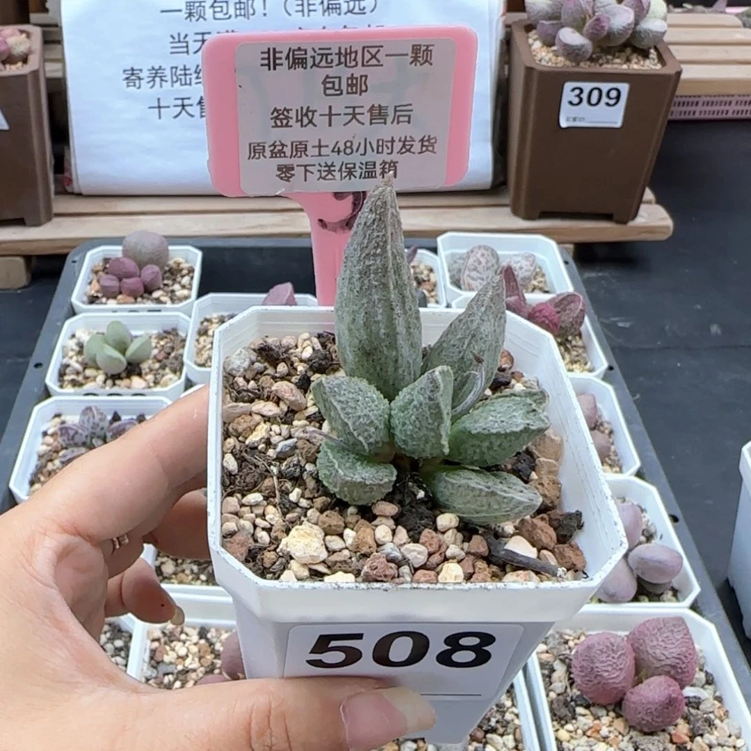 508酒红猪肝多肉植物