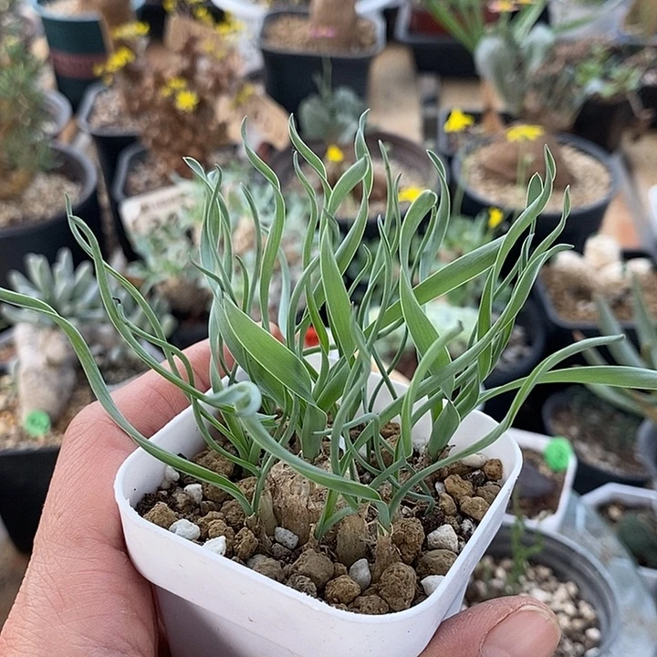 145贵妃弹簧草一一一一一一一