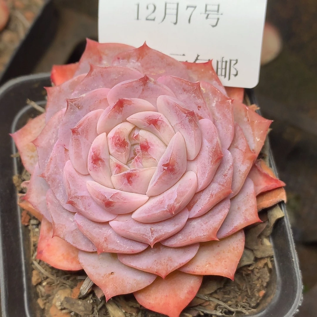 【闪购商品】云402号