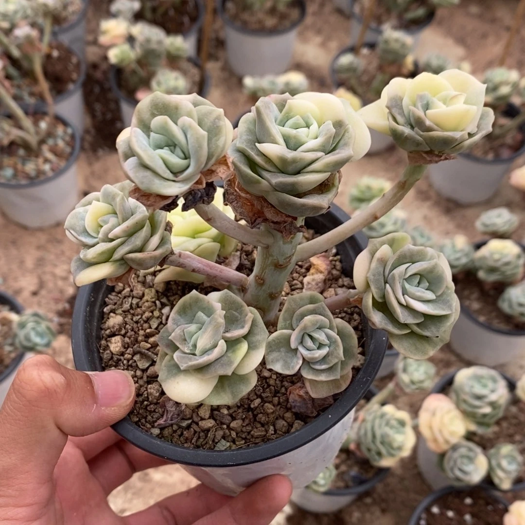 可爱玫瑰锦多肉植物7600