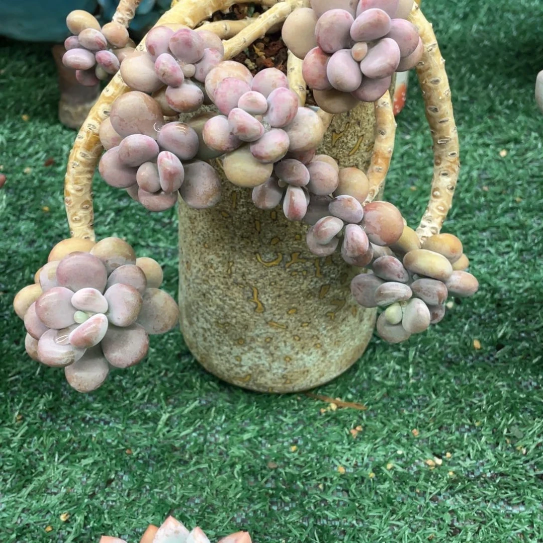 桃蛋一物一拍28包邮非偏远