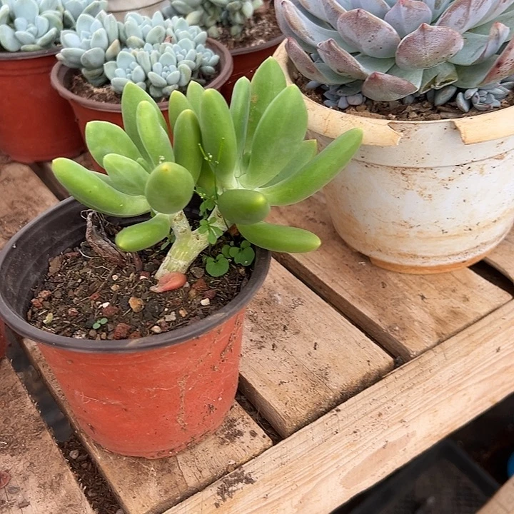幸***，多肉植物实物直播实物76