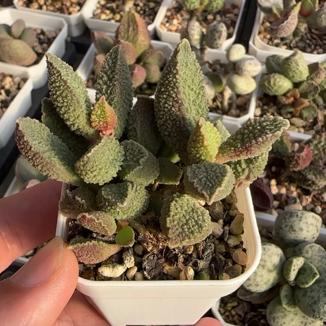 兰亭序水泡多肉植物