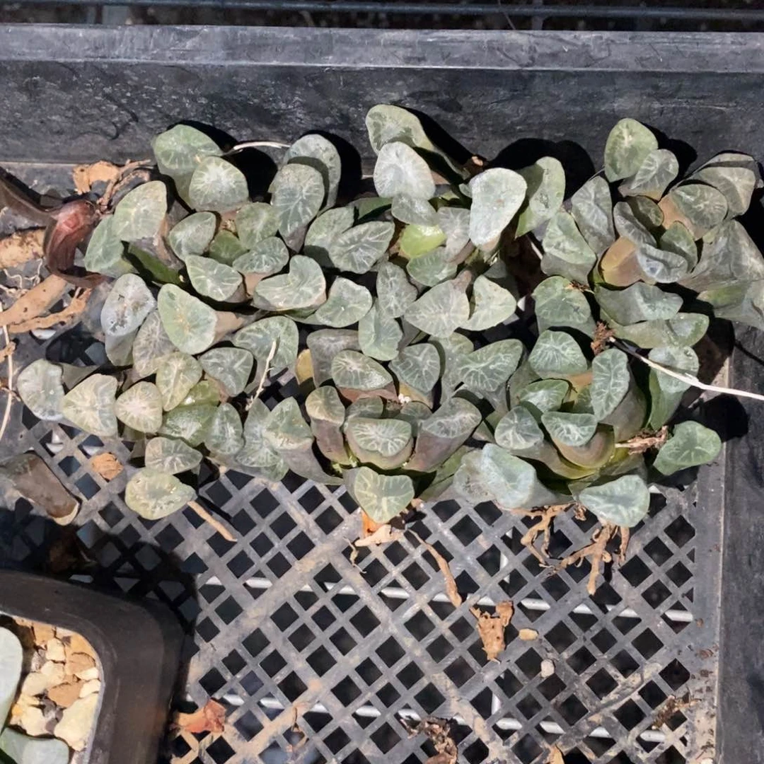 2309 一颗大南天门万象 超级福利