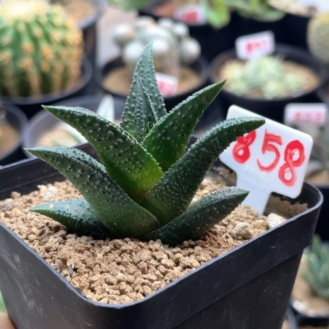 实生哥斯拉硬叶十二卷