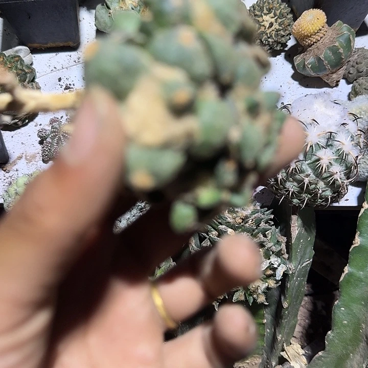 青瓷牡丹群头仙人球