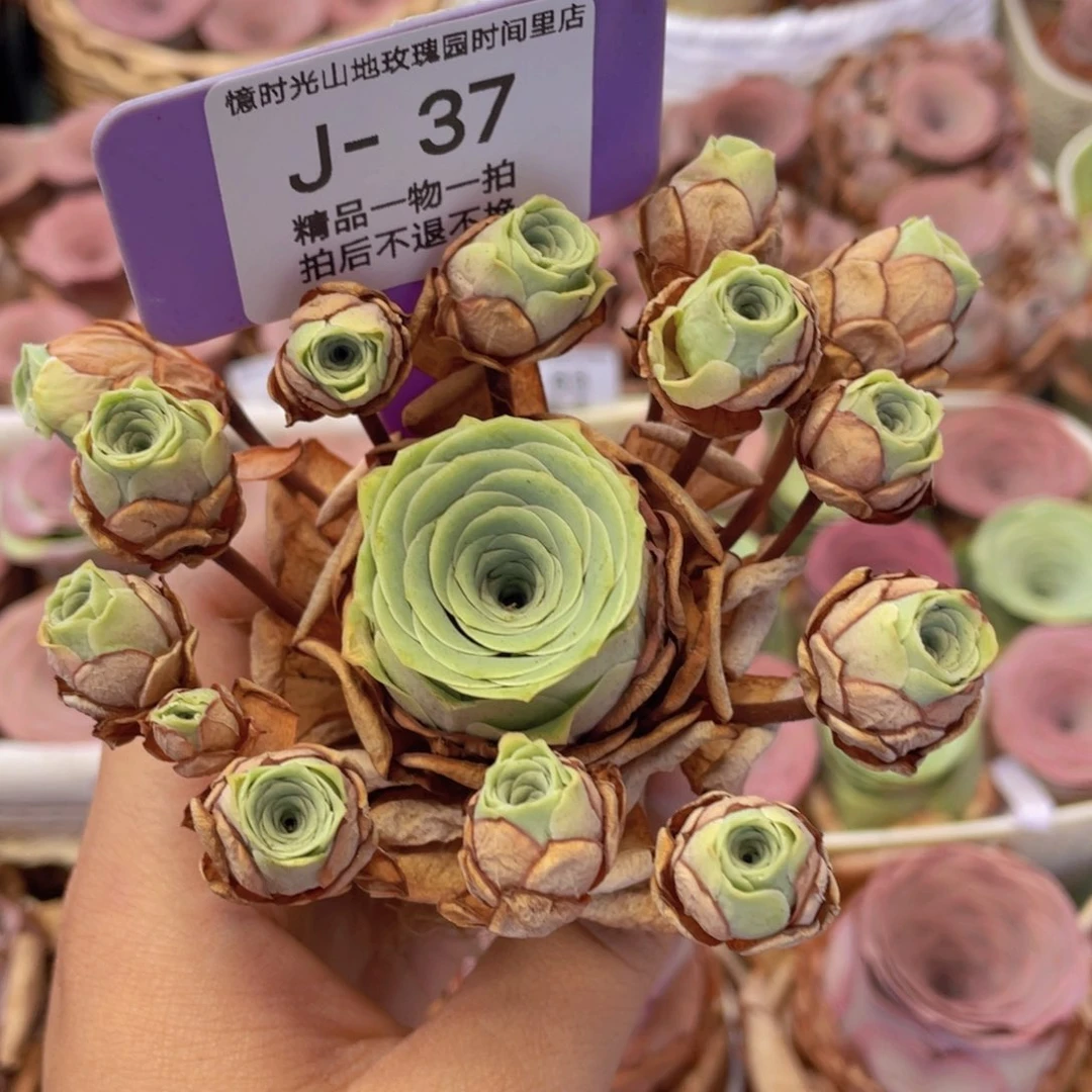 山地玫瑰J37断枝不包损不售后