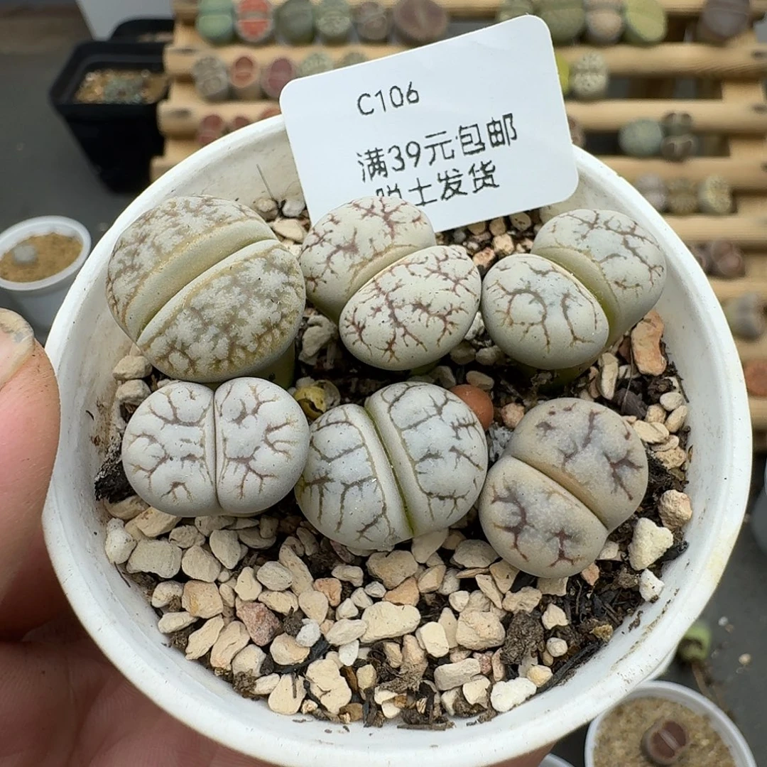 106腿长介意勿拍姐姐家