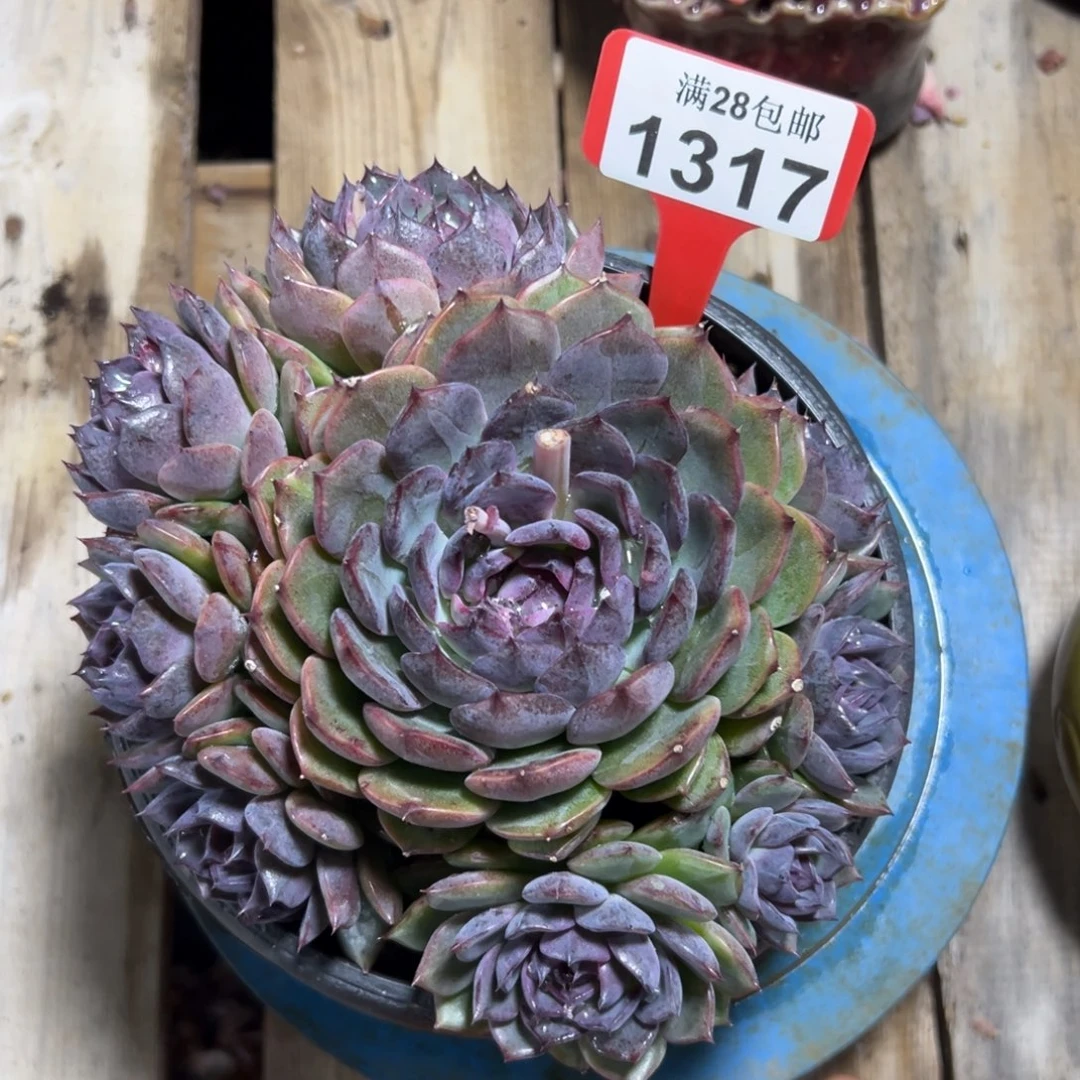 1317蓝色妖姬，冠服17