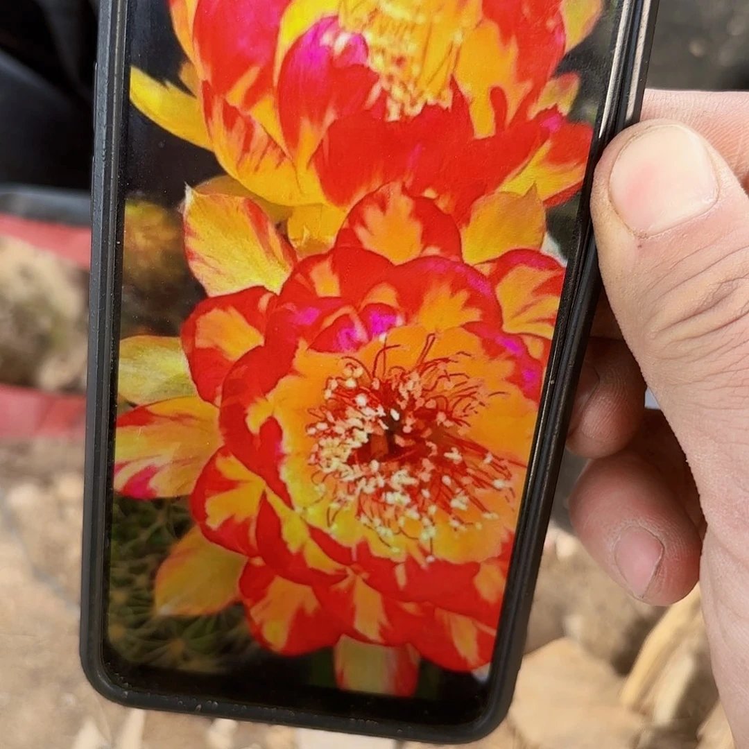 金荷花丽花小小侧牙20包邮仙人球
