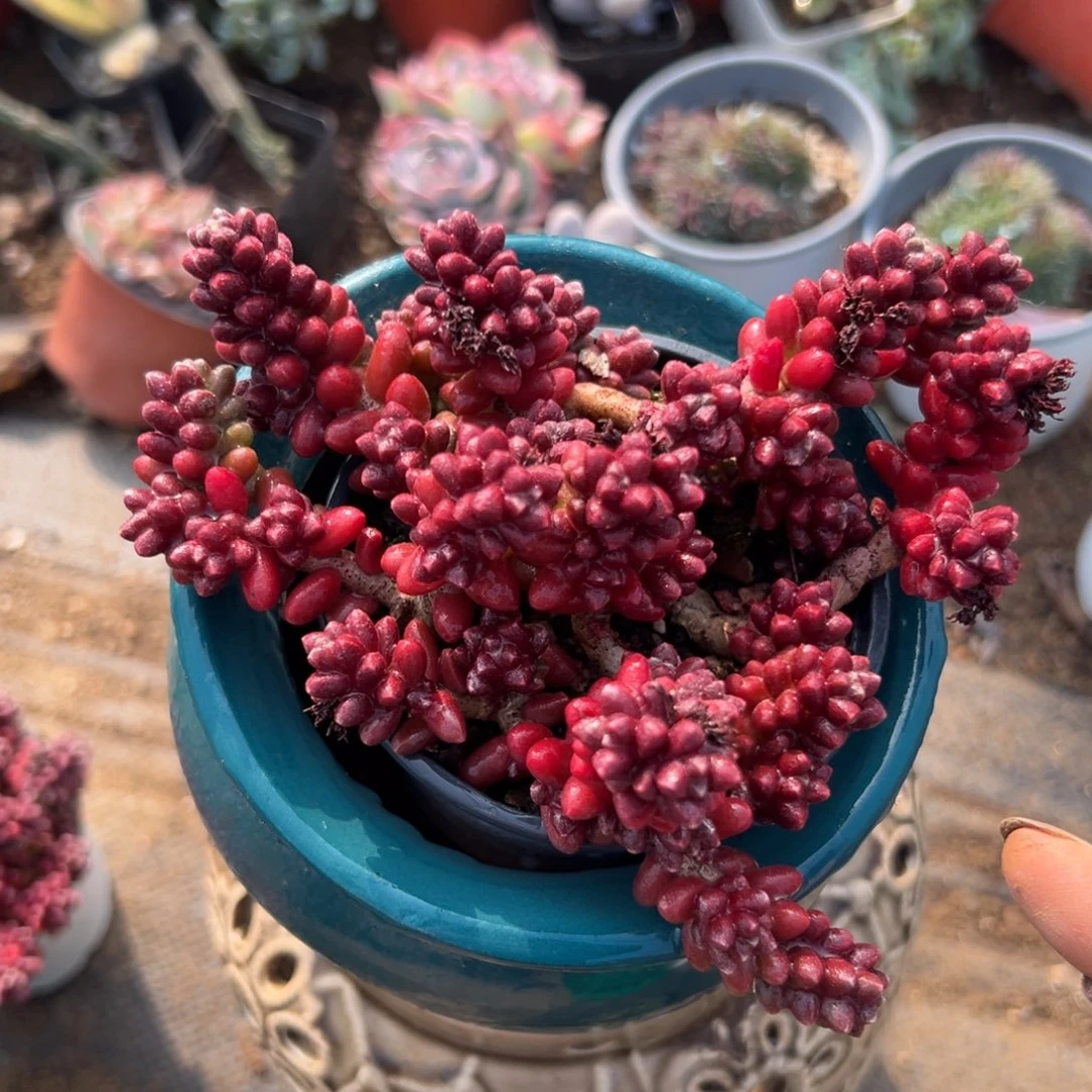 炖破哟哟哟哟哟哟哟