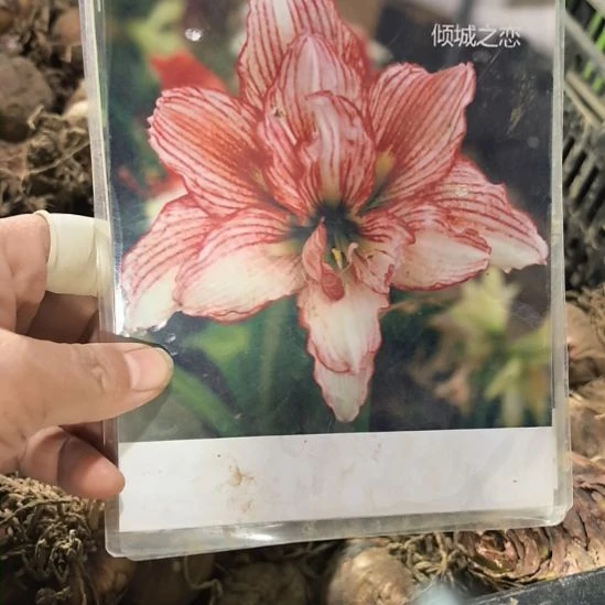 当前无花栽培后可以开花倾城之恋6厘米裸根球3棵