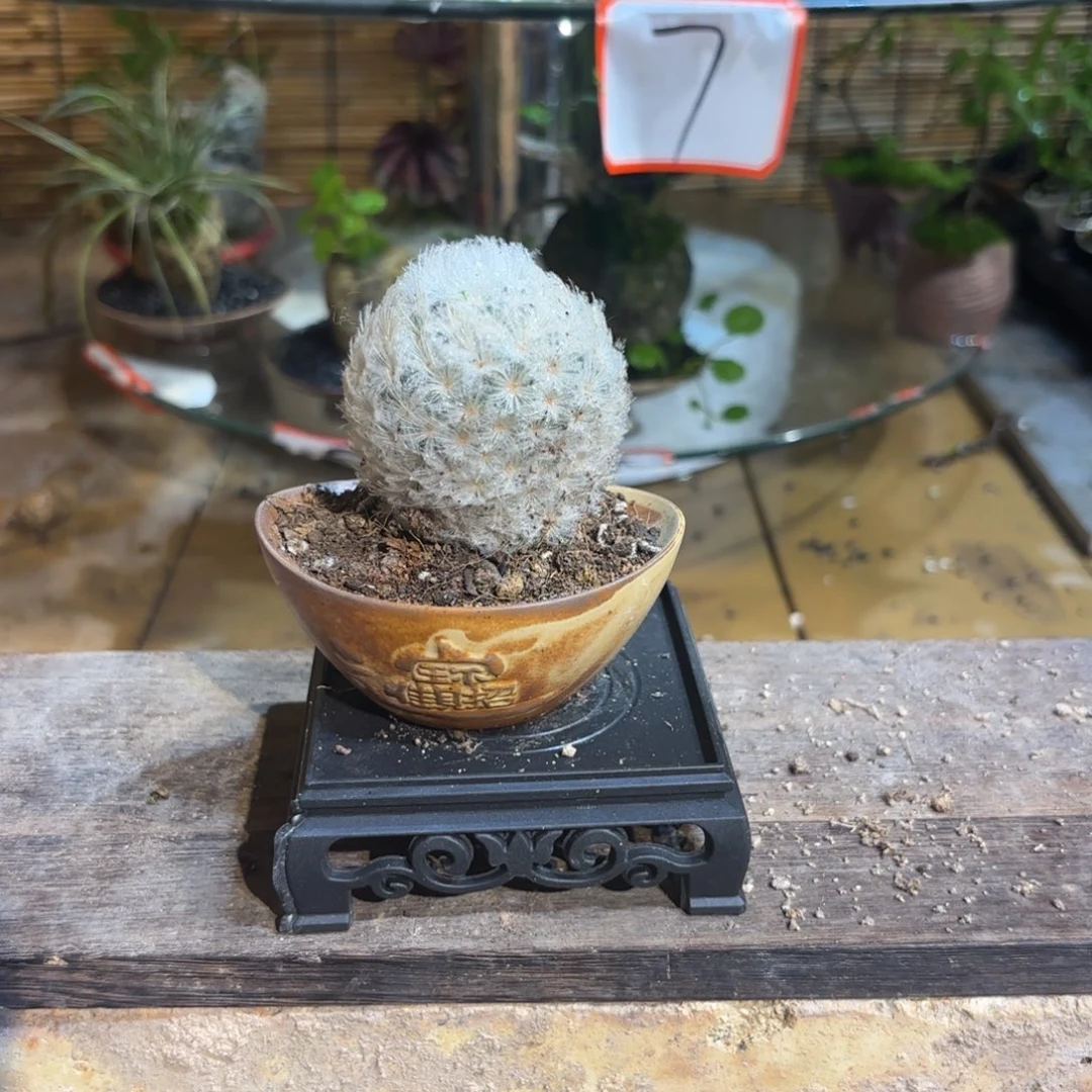 无花朵飞退款拉黑 一物一拍 17