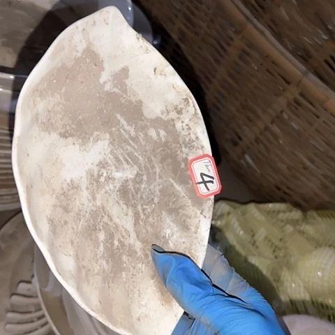 瓷片国营厂库存微瑕20厘米4