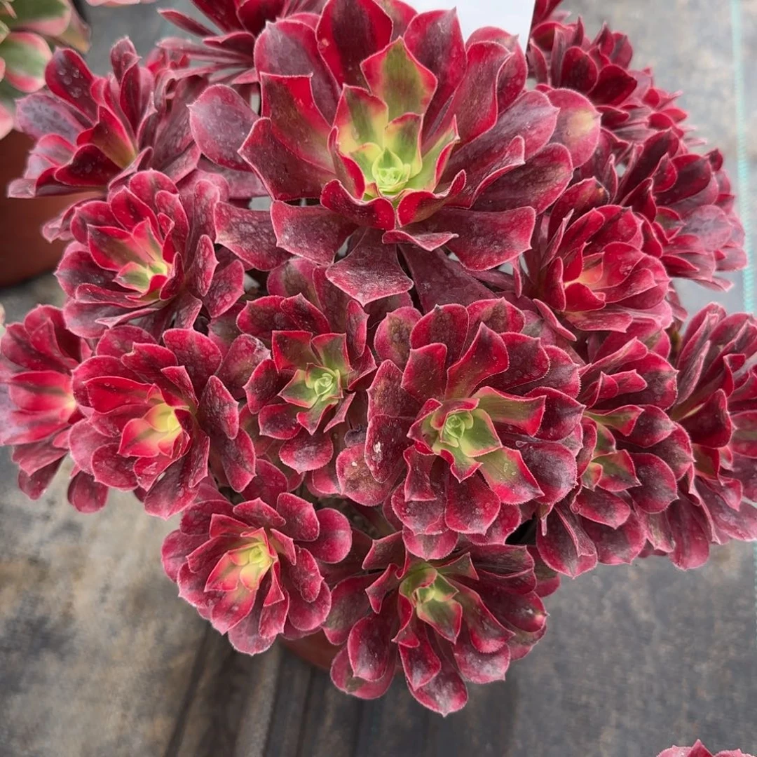 芸***汐美杜莎多肉1913多肉