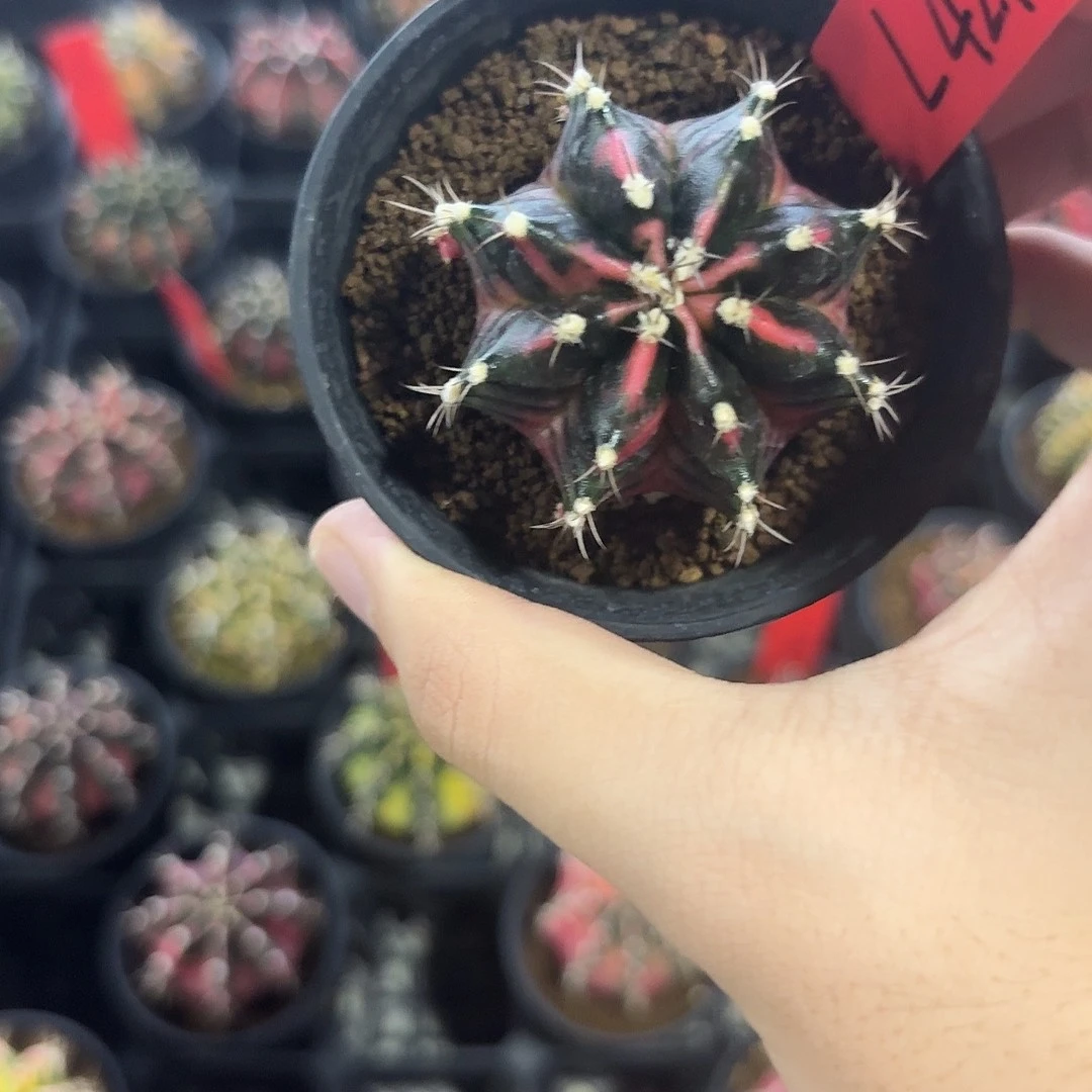 L421-1117广东发货 八月