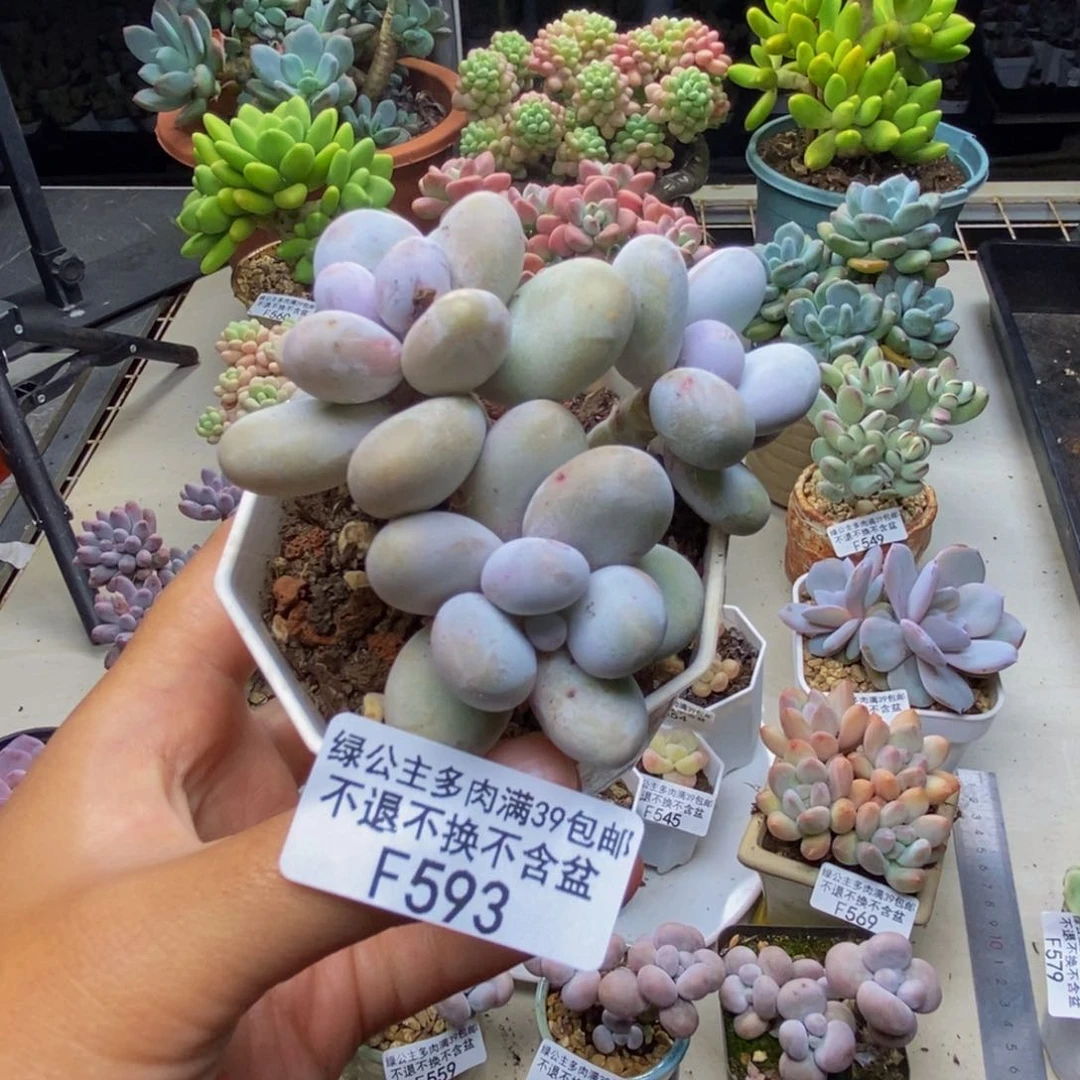 593水光针多肉7c m