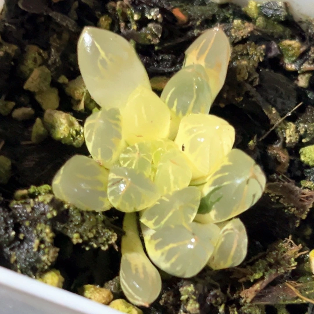 恭喜发财大吉大利0115