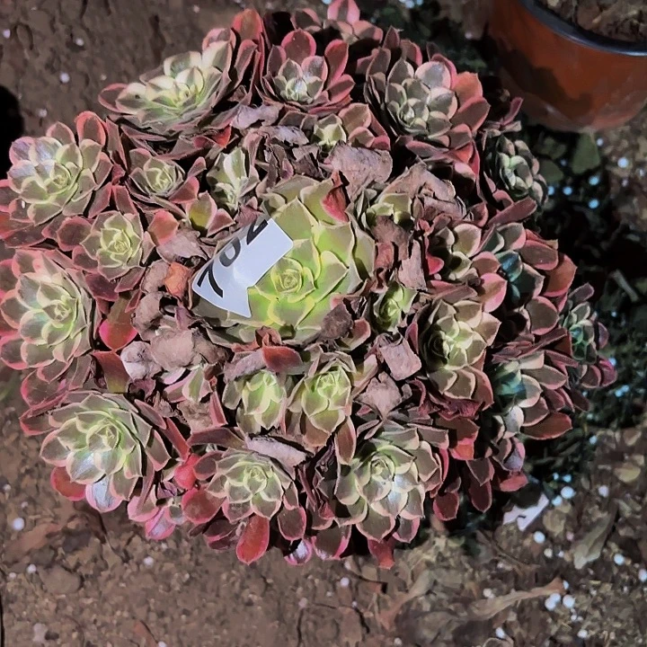 702皇后多肉植物不售后
