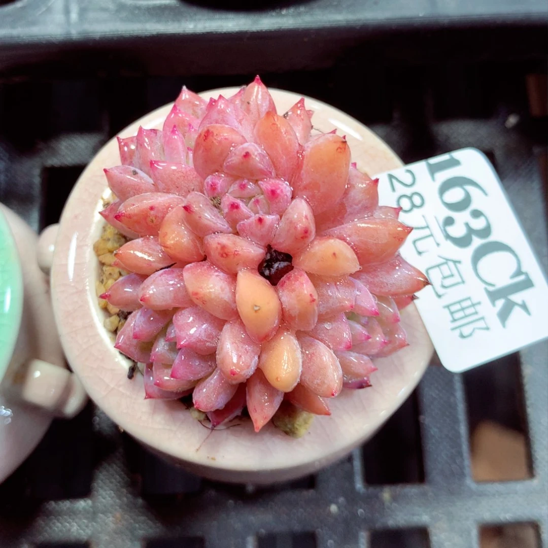 5厘米盆精控多肉163