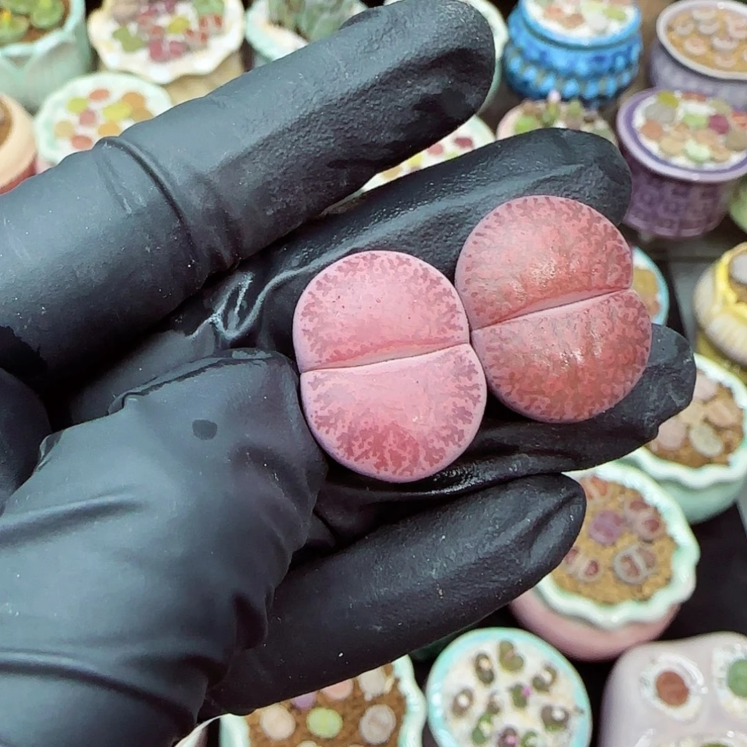 生石花满18包邮1105-7