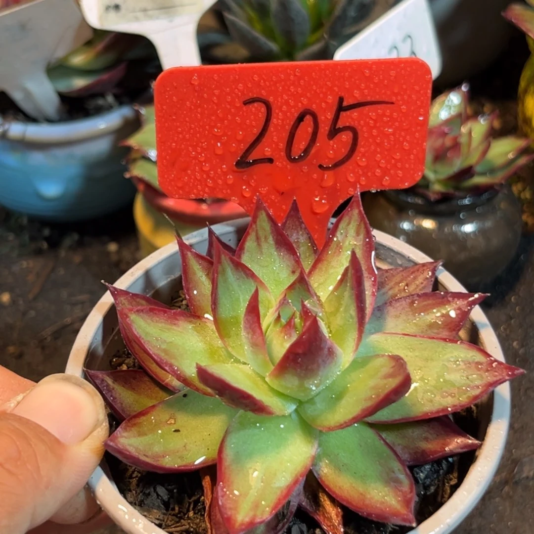 惊鸿仙子多肉植物205