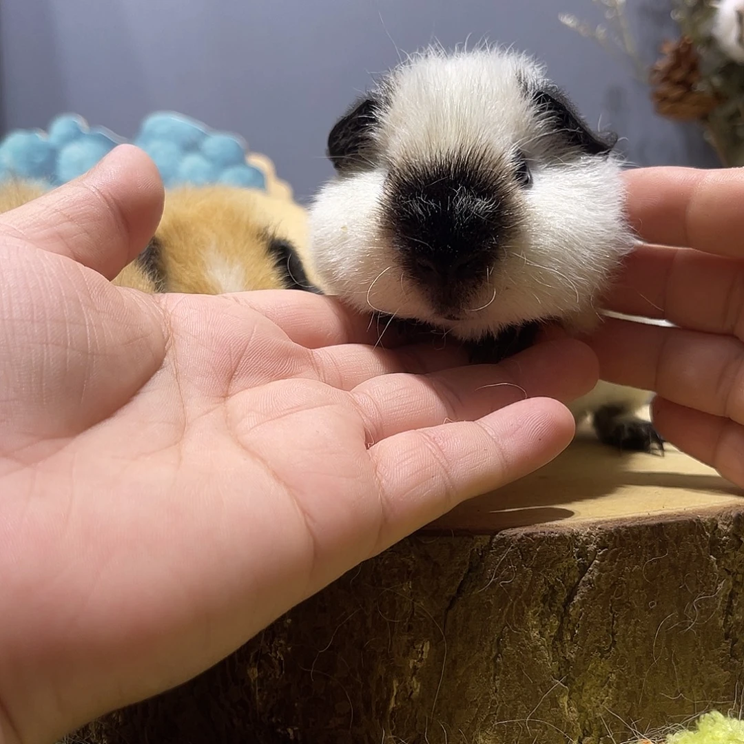 豚鼠白泰加弟弟荷兰猪