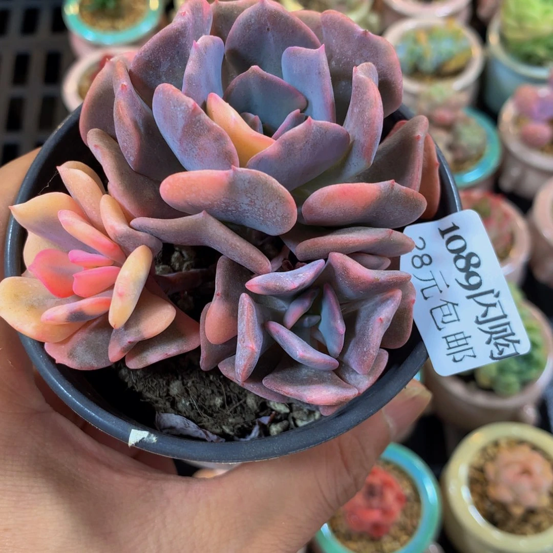 精控多肉植物1089
