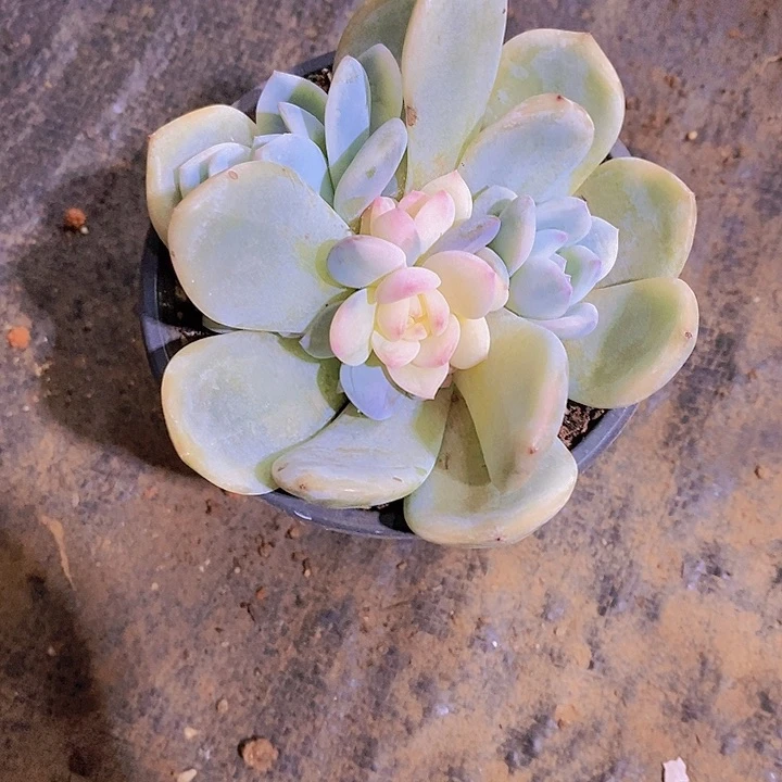 宝***伊橙子锦多肉植物老桩